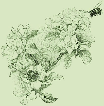 background floral