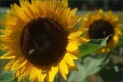 sunflower